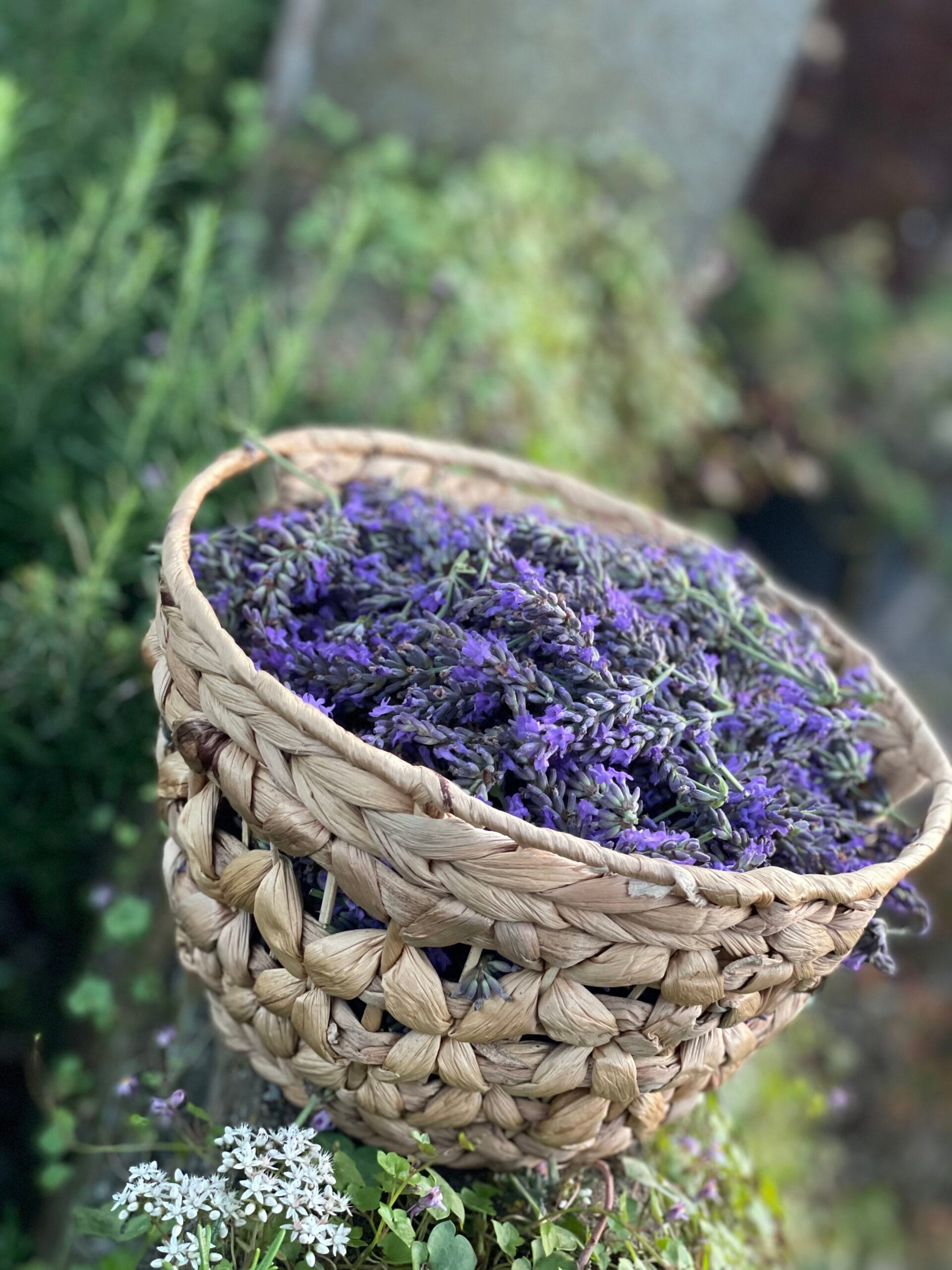 aroma soul lavendel experience